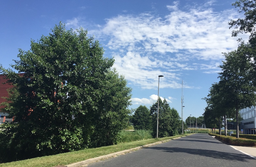 Bomen kappen Barendrecht