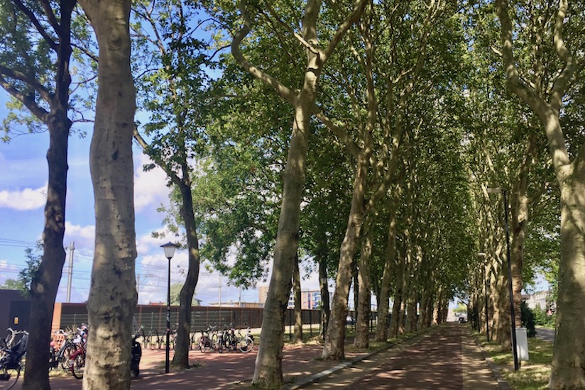 Bomen kappen Maassluis