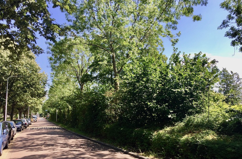 Bomen kappen Rhoon en Poortugaal