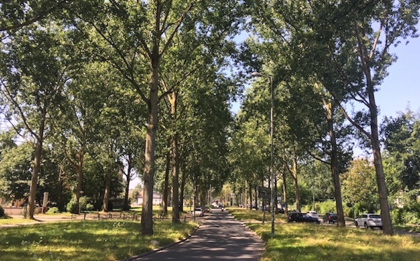 Bomen kappen Rotterdam