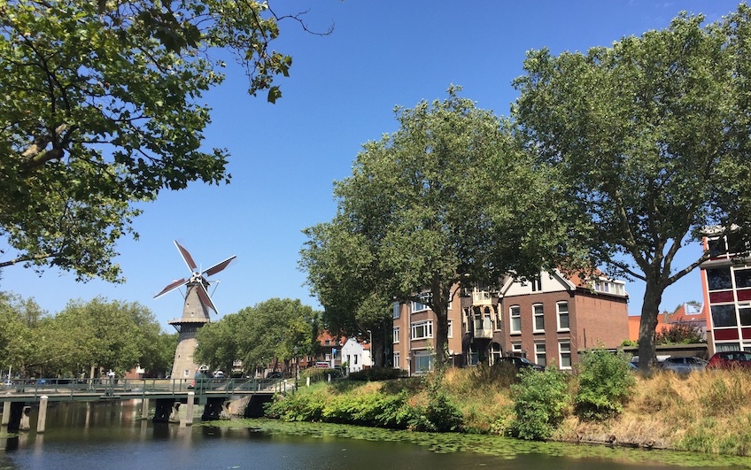 Bomen kappen Schiedam