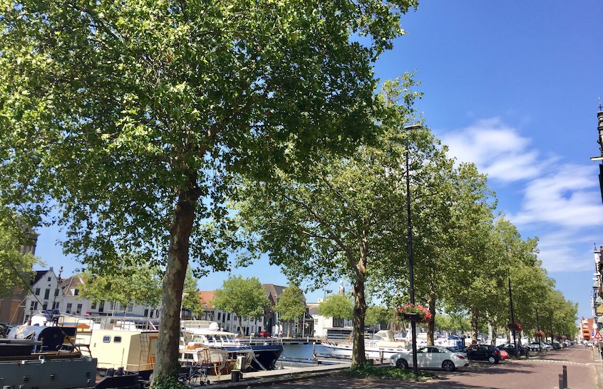 Bomen kappen Vlaardingen